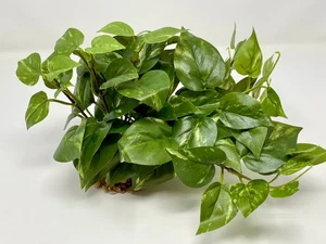 10" wide x 6" tall LARGE Green/White POTHOS BUSH & Vines silk Goldfish & Betta-s - Picture 1 of 6