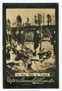 OTTERHOUND HUNTING IN IRELAND OGDENS LTD GUINEA GOLD 1902 DOG CIGARETTE CARD - Picture 1 of 1