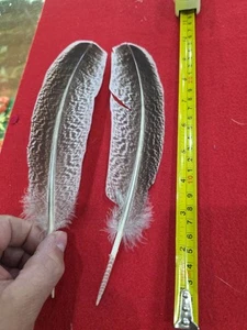 Par de plumas híbridas de ala de pavo Royal Palm Z61 - Imagen 1 de 1