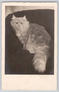 Vtg Kitty Cat Postcard Portrait Cute Fluffy Kittens NPG B & W Unposted - Picture 1 of 2