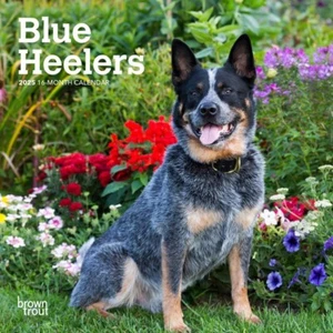 Blue Heelers | Mini-Wandkalender 2025 7 x 14 Zoll monatlich - Bild 1 von 2