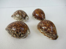Antique Shell Of Cypraea Tigris Vintage Sea Shells Seashells Large 4 Pc Cowrie"F