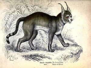 10645.Decoration Poster.Home Room wall.Vintage Art print design.Wild cat.Lynx - Picture 1 of 1
