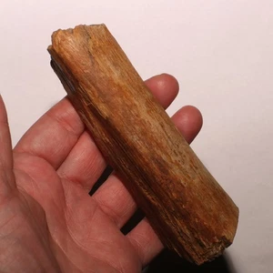 Gorgeous Round Dinosaur Rib Section Hell Creek Formation Cretaceous - Beautiful - Picture 1 of 12