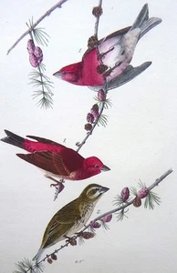 Audubon 1ª edición Octavo PINZÓN PÚRPURA CRESTADO Birds of America 1840 original - Imagen 1 de 1