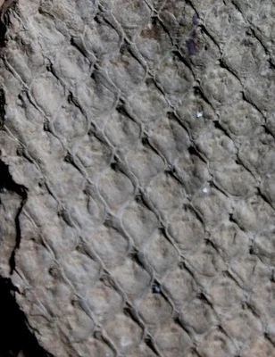 Bergeria dilatata - Rare, nice Carboniferous fossil bark - Image 1 of 2