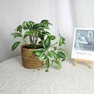 Artificial Trailing Peperomia in Woven Basket, Lifelike Greenery Décor - Picture 1 of 3