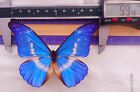 Morpho Helena Very Small Rare Special Form From Peru  Mounted Riker Framed