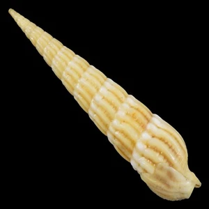 MYURELLA ONDULATA (Bohol, Filipinas) 22,3 mm #38442 - Imagen 1 de 3