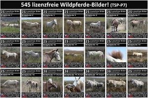 545 Lizenzfreie Profi-Bilder WILDPFERDE REITEN (Royalty Free) Photoshop! P 399,- - Bild 1 von 22