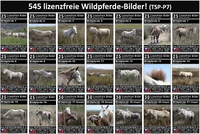545 Lizenzfreie Profi-Bilder WILDPFERDE REITEN (Royalty Free) Photoshop! P 399,- - Bild 1 von 4
