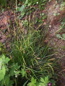 Waldsegge (Carex silvatica) - Bild 1 von 2