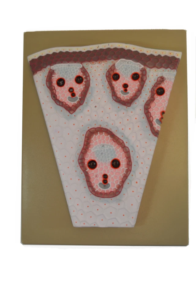 Premium Monocot Stem Model on Base; Transverse Section; Greatly Magnified - Immagine 1 di 1