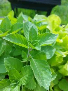 Green Leaf Holy Basil Seeds, NON-GMO, Rama Tulsi, Ayurveda, FREE SHIPPING - Picture 1 of 2