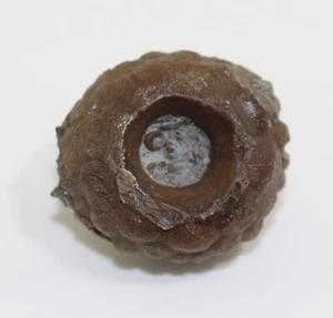Crinoide, Eucalyptocrinites rosaceus, Devon, Givet, Berndorf, Eifel, GER -b451 - Bild 1 von 6