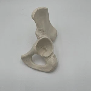 3B Scientific A35/5 Left Human Hip Bone Model  Os Coxae Innominate Anatomical - Picture 1 of 3