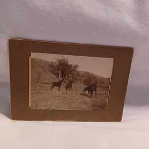 = 1940er 1950er COWBOY PFERDE KUH 6" X 4" FOTOGRAFIE FOTO - Bild 1 von 2