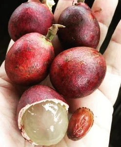 Fijian Longan Tree - Picture 1 of 2