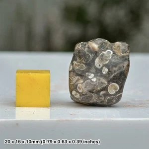 Turritella Agate Fossil Tumble Stone – Eocene – Green River Formation Wyoming - Picture 1 of 1