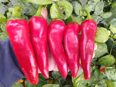 15 semi di peperone CORNO DI TORO ROSSO DOLCE (+ omaggio ogni 5 acquisti) - Immagine 1 di 2