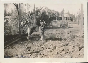 Snapshot Vintage Photo Cute German Shepard Dog Pet Animal Fenced Yard Outside - Picture 1 of 6