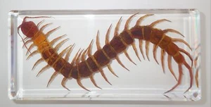 Giant Red Headed Centipede in 162x77x18 mm Clear Resin Block Education Specimen - Picture 1 of 8