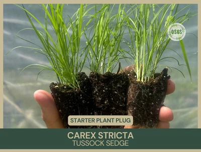Carex stricta | Tussock Sedge | Starter Plant Plug | Native Grass | Long Roots - Image 1 of 4