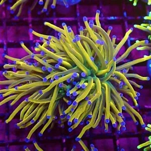 M.O.C. RAINBOW GRAIL TORCH EUPHYLLIA -SINGLE HEAD/LPS/ FRAG/CORAL/MARINE - Picture 1 of 1