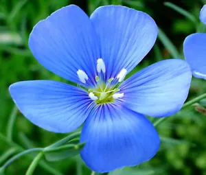 FLAX BLUE ANNUAL Linum Usitatissimum - 11,000 Bulk Seeds - Picture 1 of 1