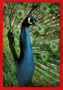 PEACOCK postcard bird colorful feathers long tail blue green sharp beak - Picture 1 of 2