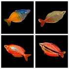 Rainbowfish | Randomly Selected | Stunning Aquarium Fish