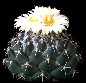 10 x Coryphantha Maiz-Tablensis Spineless Cactus Seeds - Super Chunky Cactus - Picture 1 of 3