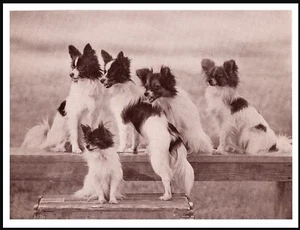 PAPILLON GROUP OF LITTLE DOGS LOVELY VINTAGE STYLE DOG SEPIA PHOTO PRINT POSTER - Picture 1 of 1