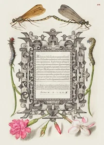 14032.Decor Poster.Room wall design.Vintage botanical calligraphy art.Flowers - Picture 1 of 1