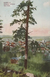 Glimpse of Spokane Washington Through the Pines 1911 Postcard - Picture 1 of 2