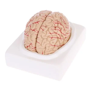 Disassembled Anatomical Human Brain Model Anatomy Medical Teaching Tool - Picture 1 of 8