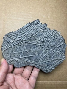 202g Triassic Natural crinoid and pyrite specimen Geologic rock - Picture 1 of 21