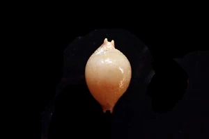 Sheashells- Cyprea Cicercula - 20mm - NICE COLOR! - Picture 1 of 4