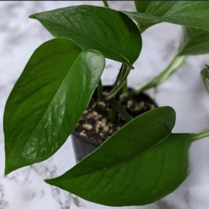 Pothos Green Queen (large) - Picture 1 of 1