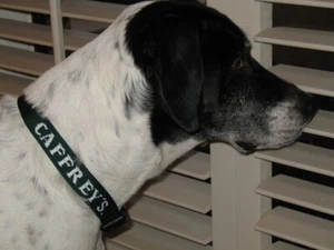 Caffreys Irish Ale Beer Dog Collar Size Small Green New Old Promo Stock - Picture 1 of 1