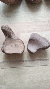 2 pieces huge Ice Age mammal Ankle bone pecimen Pleistocene - Picture 1 of 22