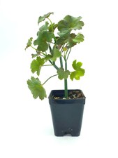 PELARGONIUM TETRAGONUM 1 pianta vq7 geranio succulento rara