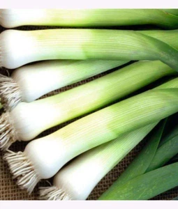 PORREE " puerro muy resistente a las heladas aprox. 100 semillas - Imagen 1 de 1