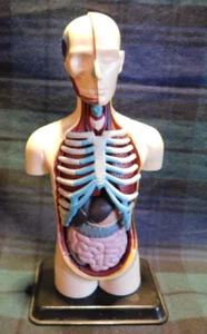 Figura médica en miniatura con órganos internos removibles - Imagen 1 de 2