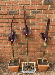 Amorphophallus Konjac Voodoo Lily - Devil's Tongue 5 x BULBS - 30mm Size - Picture 1 of 6