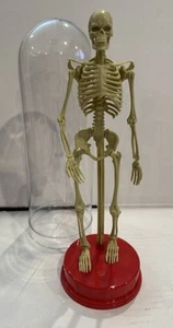 Articulated Human Skeleton Vintage - 1991 Somerville Publishing Model 11.5" Dome - Picture 1 of 4