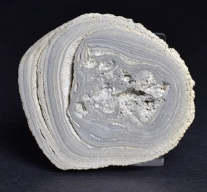 STROMATOLITE, RECENT LIVING, SOUTH AUSTRALIA S117 - Bild 1 von 6