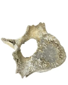 Versteinerte Walwirbel #15 - Bild 1 von 6