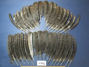 38 Pcs Natural Turkey Wing Feathers, Fly Tying Materials, Long Feathers. (1705) - Picture 1 of 9
