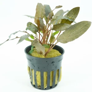 Buy2Get1Free Cryptocoryne Wendtii Brown Potted Live Aquarium Plant - Picture 1 of 6